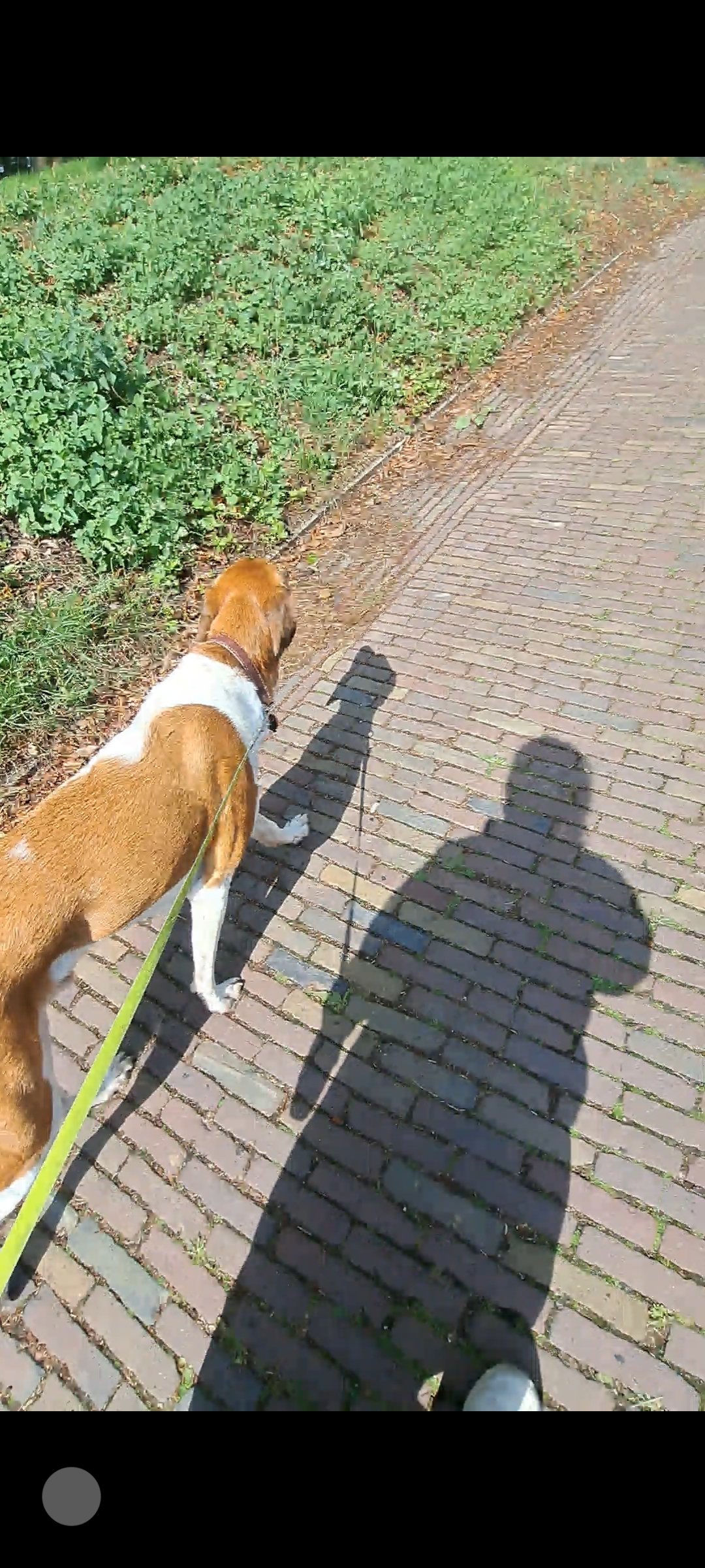 Evridiki, pet sitter in Zeist, photo 2