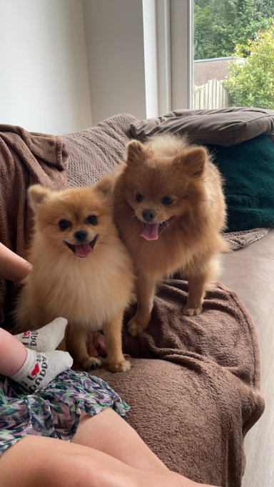 Demi, pet sitter in Soesterberg, photo 2