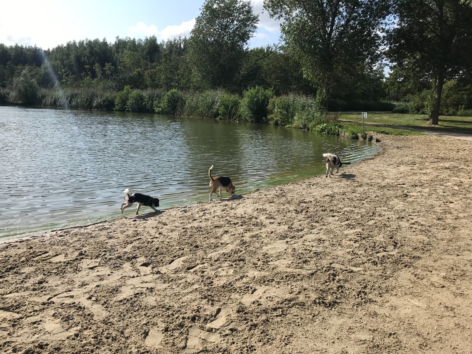 Didi & Dylan, pet sitter in 's-Gravenhage, photo 2