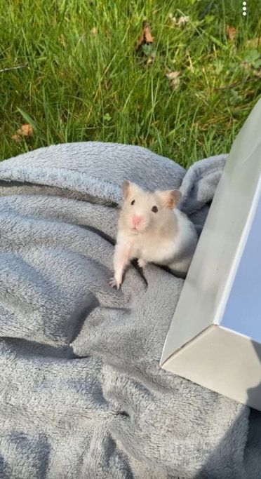 Jacky, pet sitter in Karlsruhe, photo 1