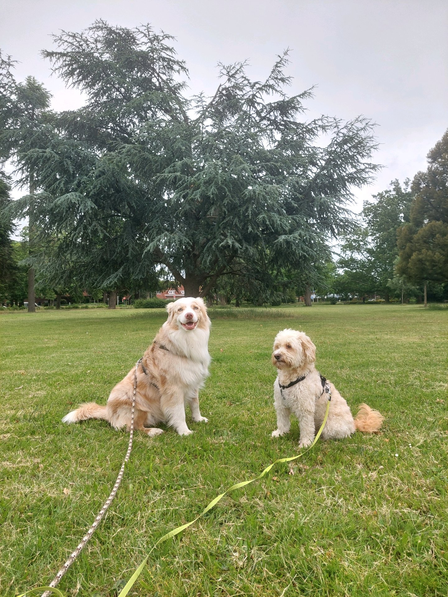 Nadia, pet sitter in Nijmegen, photo 3