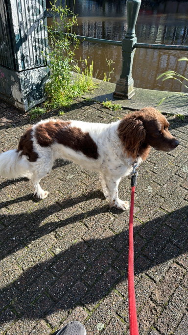 Mayke, pet sitter in Amsterdam, photo 1