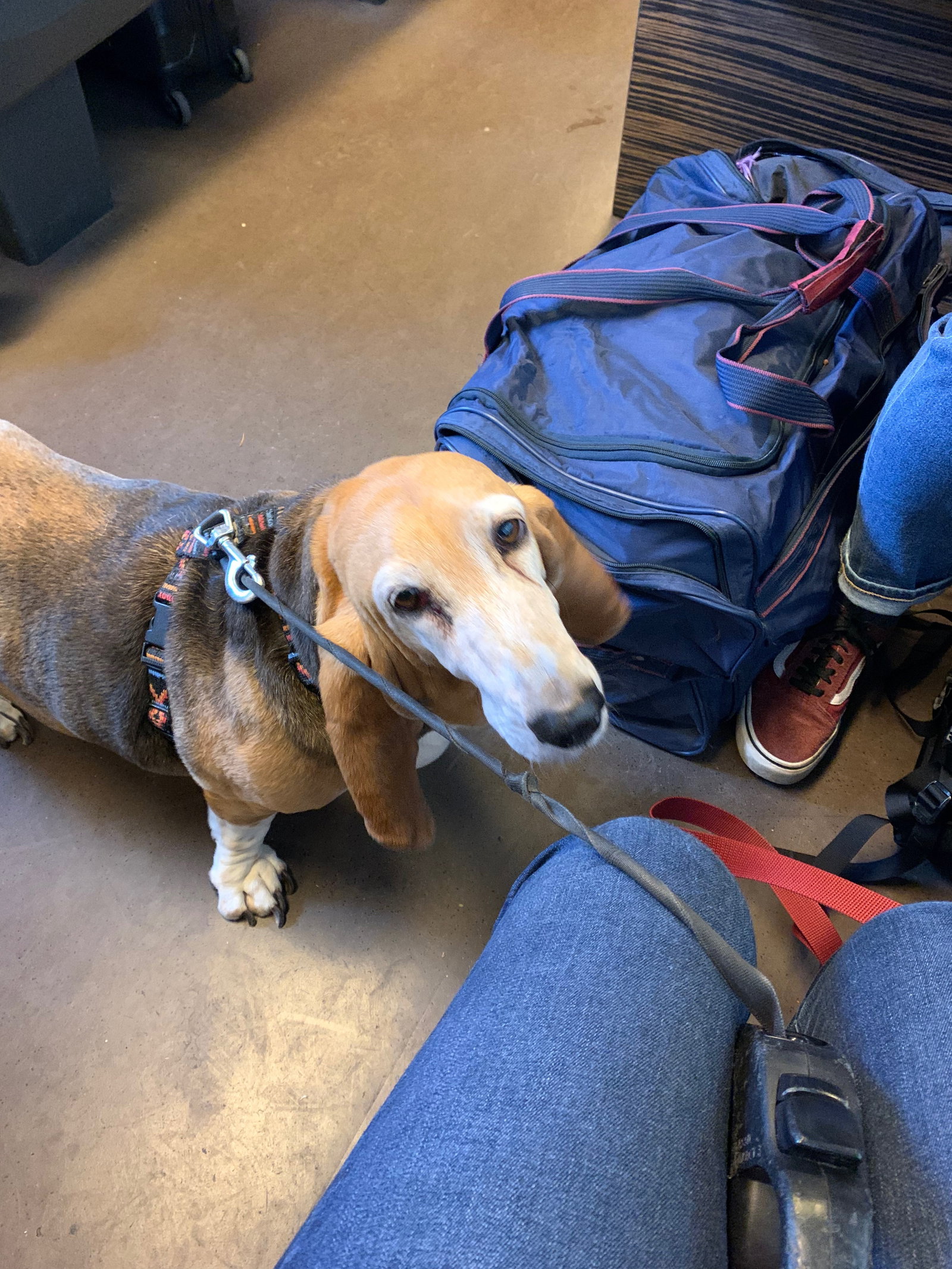 Robin, pet sitter in Amsterdam, photo 3