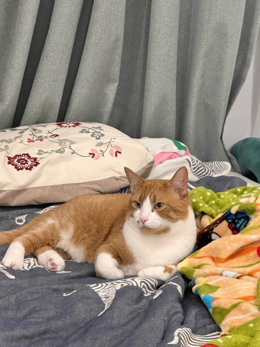 Shengnan(Victoria), pet sitter in Leiden, photo 2
