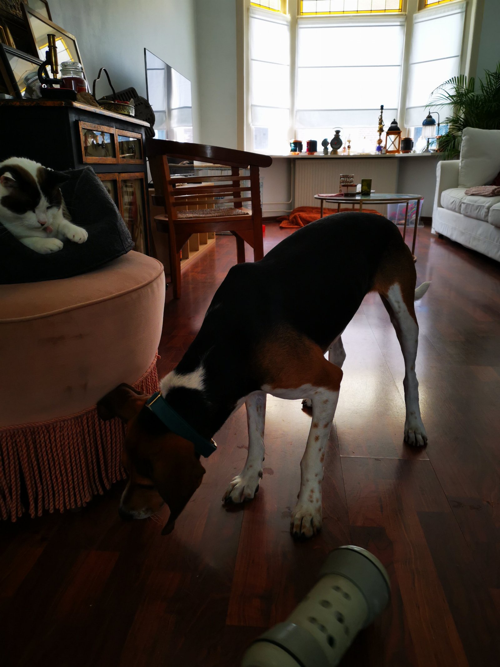 Natalia, pet sitter in Rotterdam, photo 3