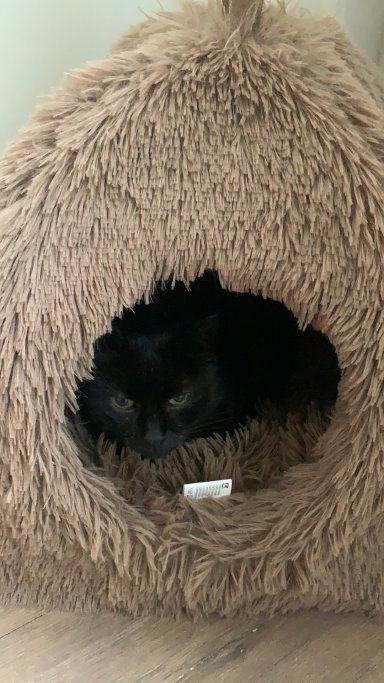 Etoile, pet sitter in Ede, photo 2