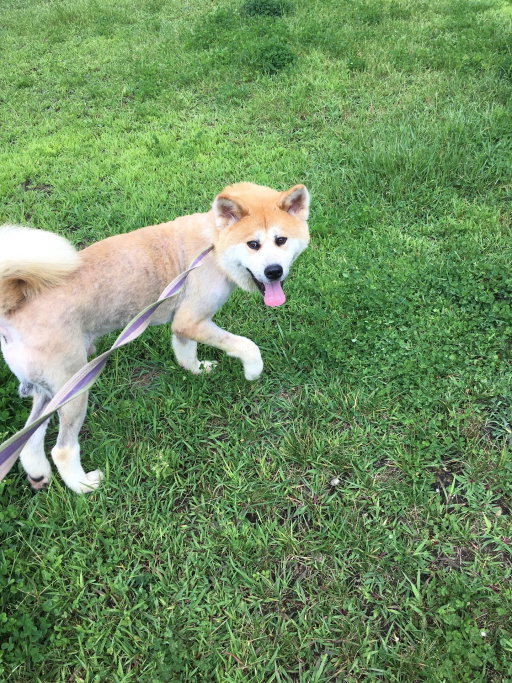 Brian, pet sitter in 's-Gravenhage, photo 3