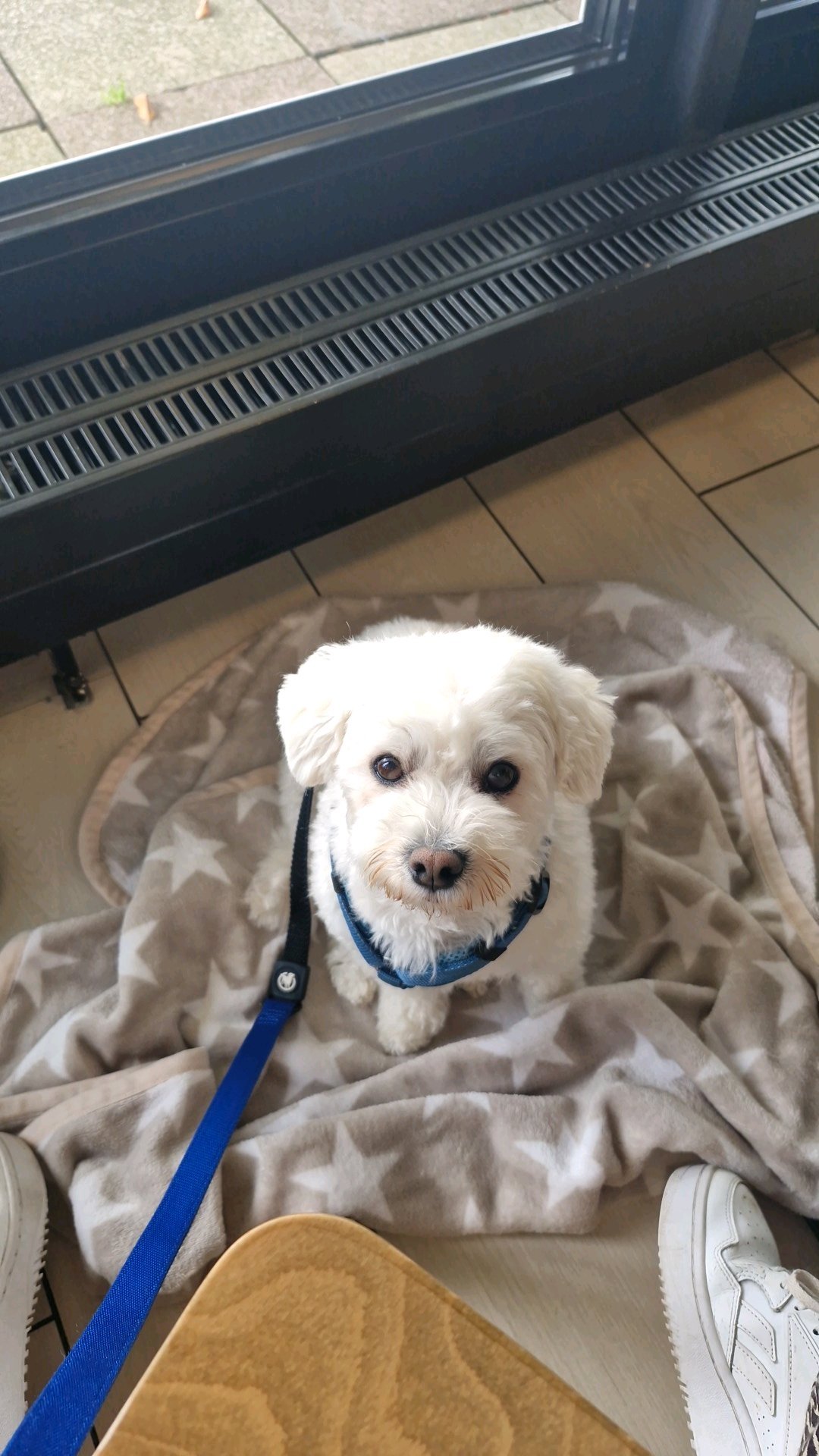 Romy, pet sitter in Nijmegen, photo 4