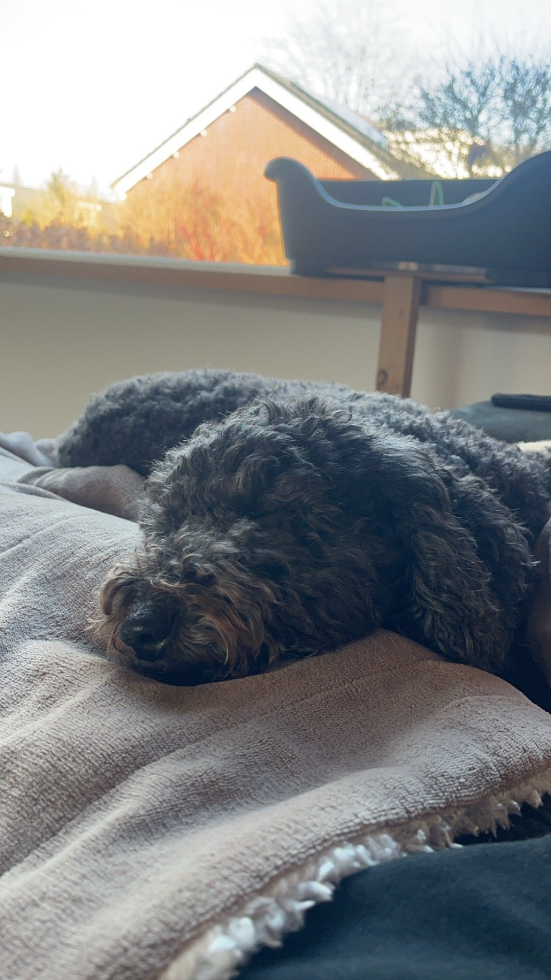 Gerlin, pet sitter in Den Haag, photo 1