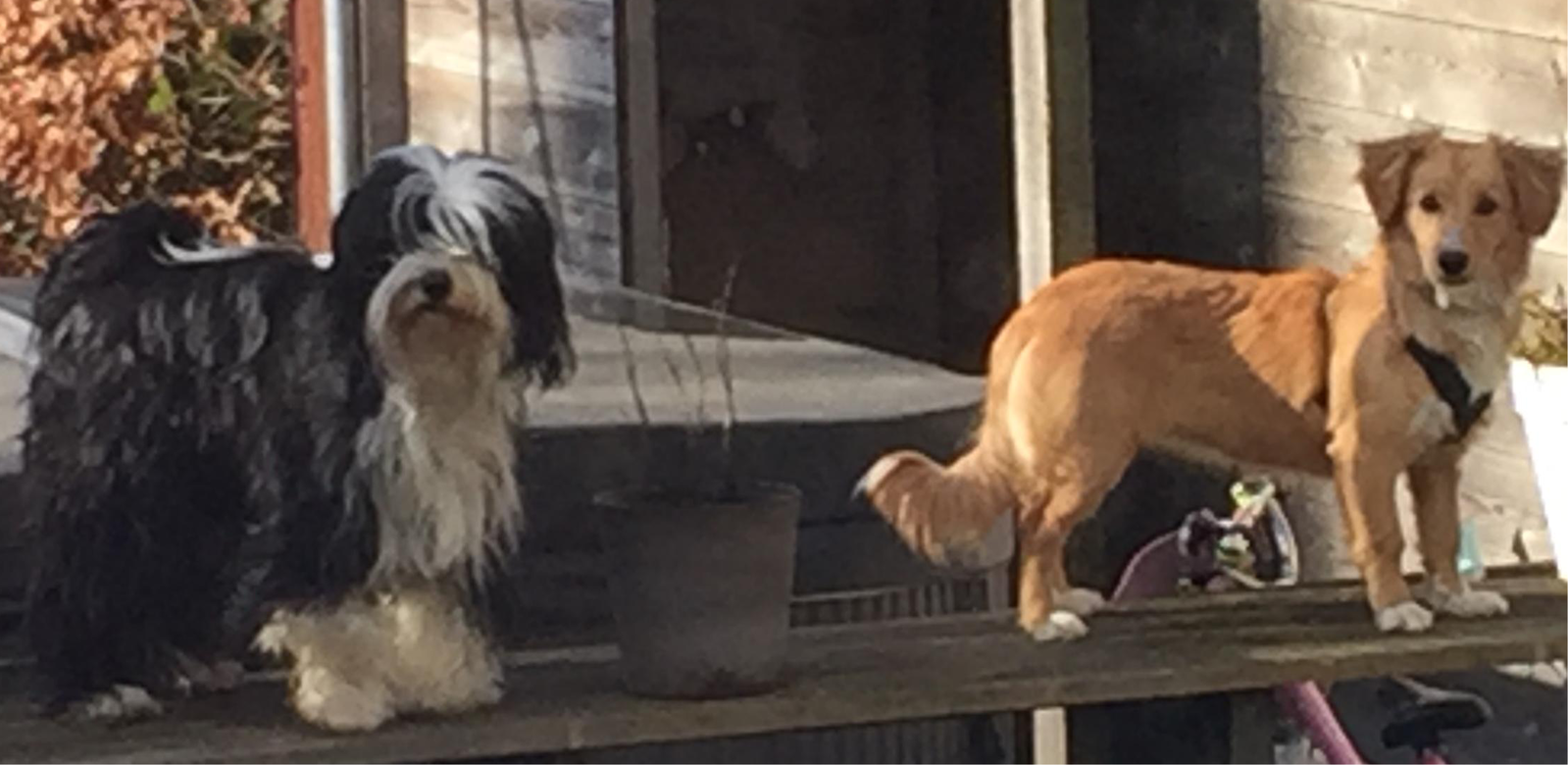 Sylviane, pet sitter in Varsenare, photo 5