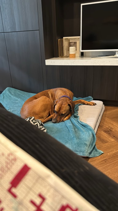 Femke, pet sitter in Amsterdam, photo 2