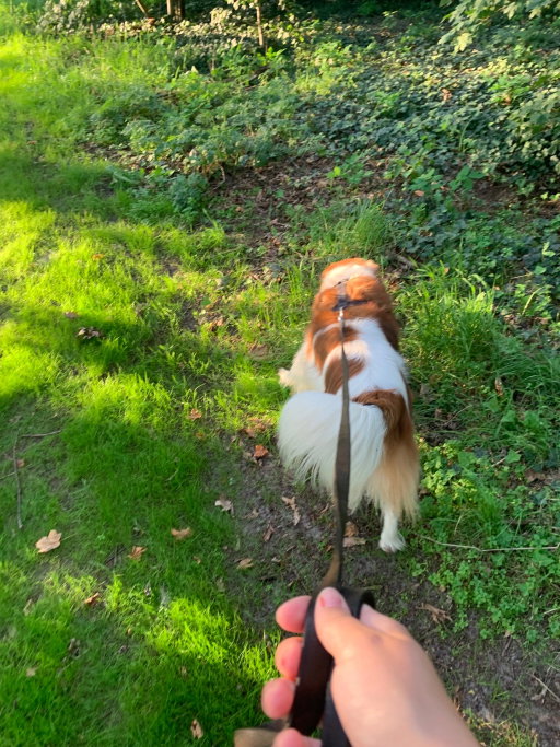 Jolene, pet sitter in Meijel, photo 1