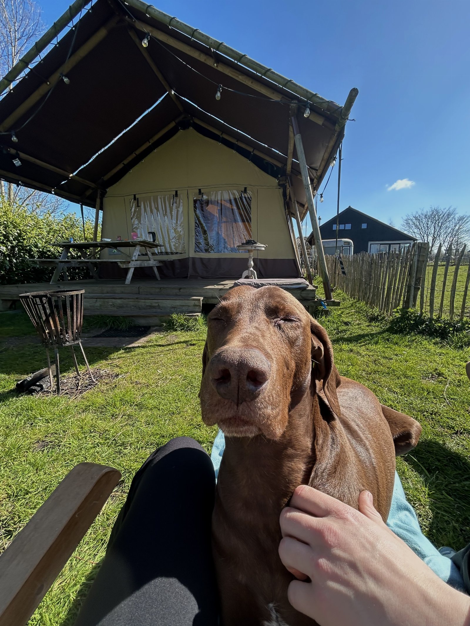 Levina, pet sitter in Amsterdam, photo 1