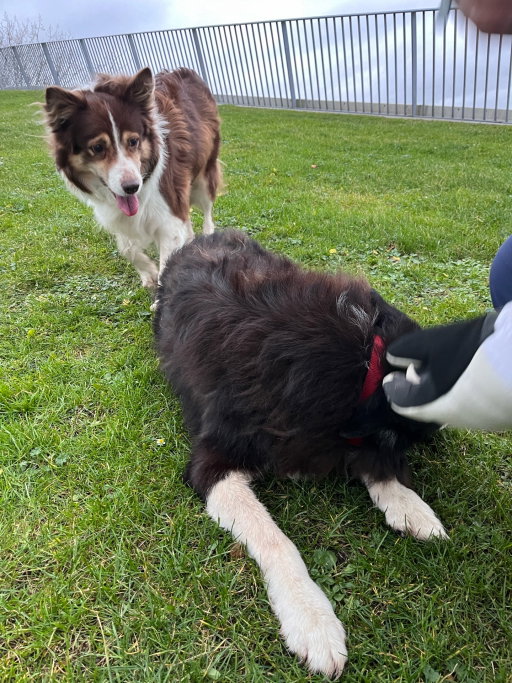 Crace, pet sitter in Nijmegen, photo 3