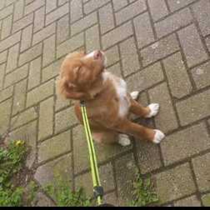 tania, pet sitter in Leeuwarden, photo 2