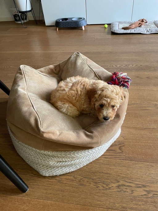 Harsh, pet sitter in 's-Hertogenbosch, photo 4
