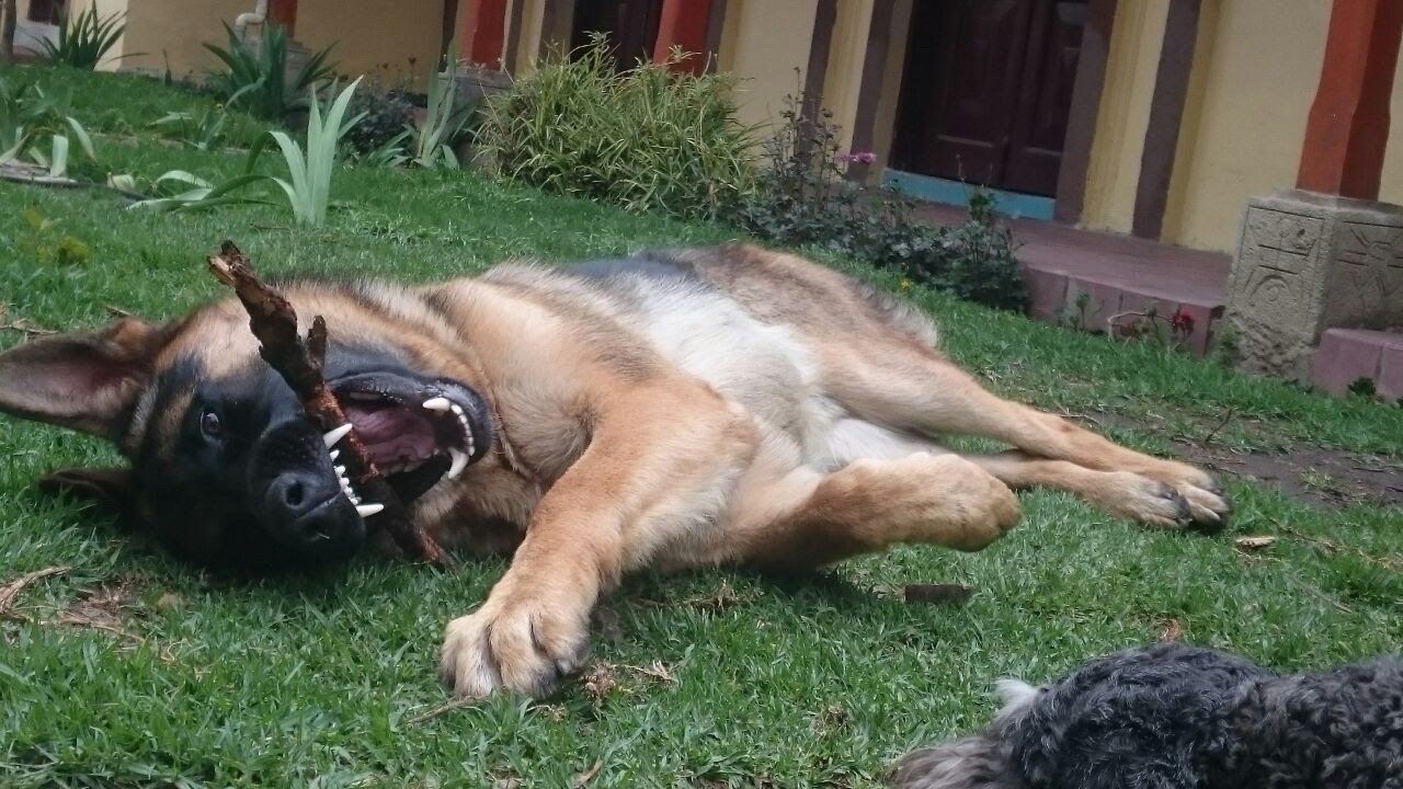Jack, Tiersitter in Königswinter, Foto 1