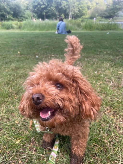 Mijke, pet sitter in Amsterdam, photo 5