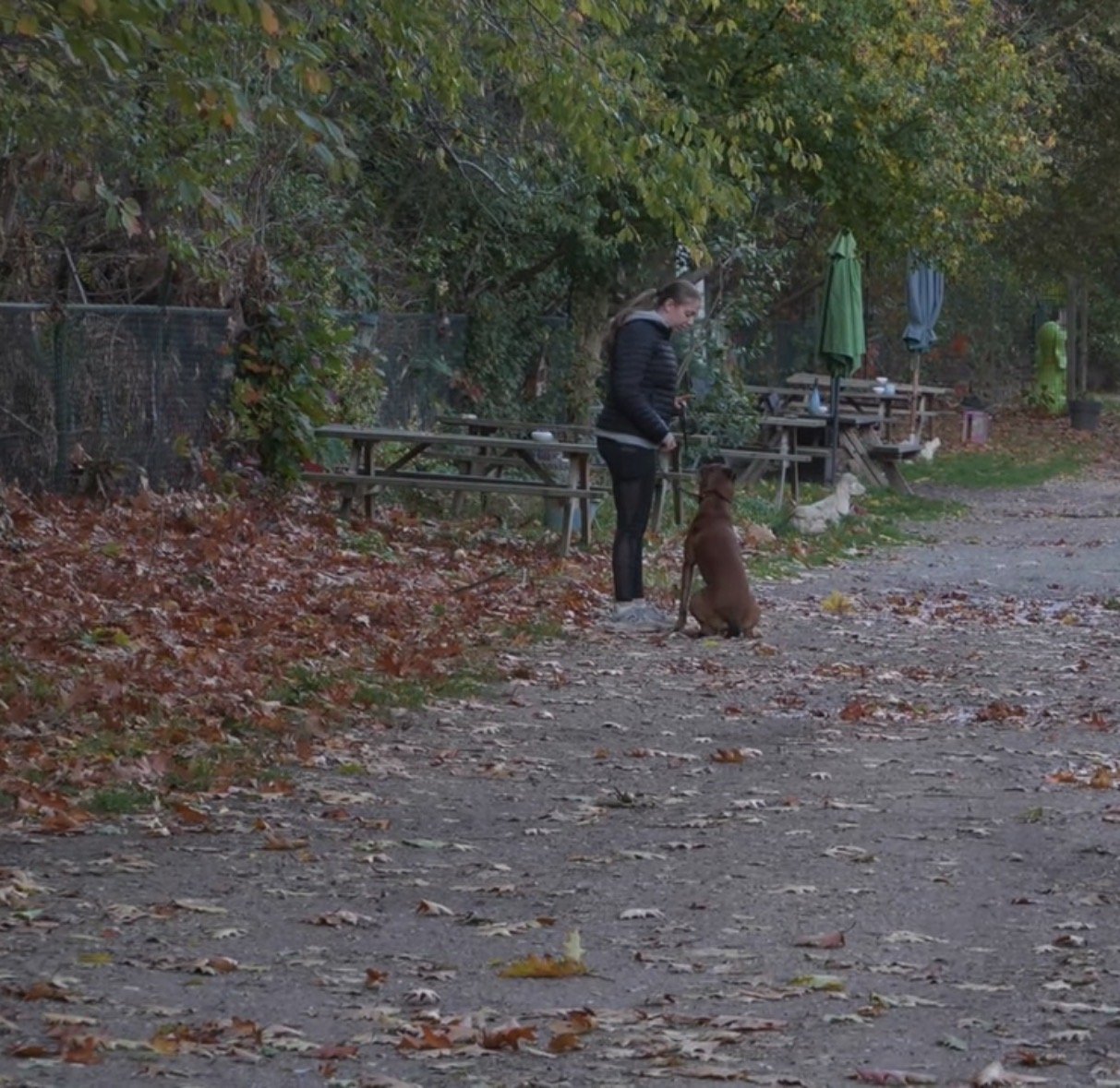 Tessa, pet sitter in Breda, photo 1