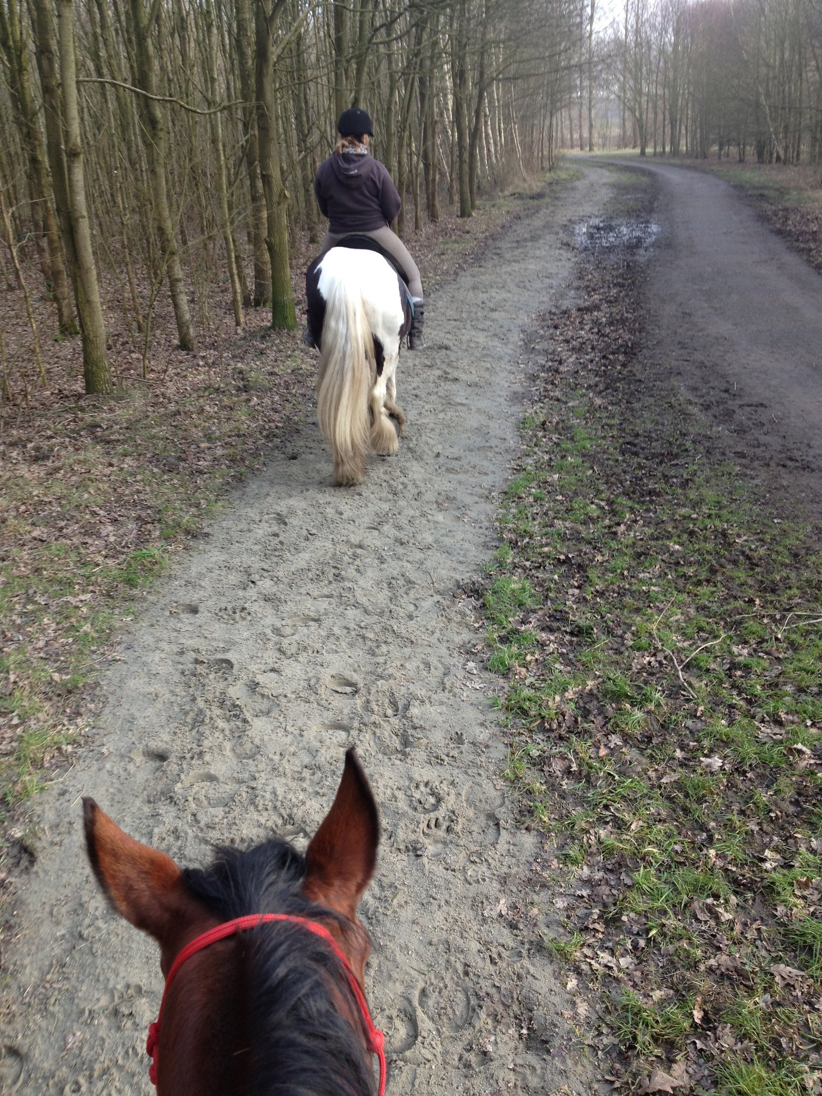 Marissa, pet sitter in Hoofddorp, photo 2