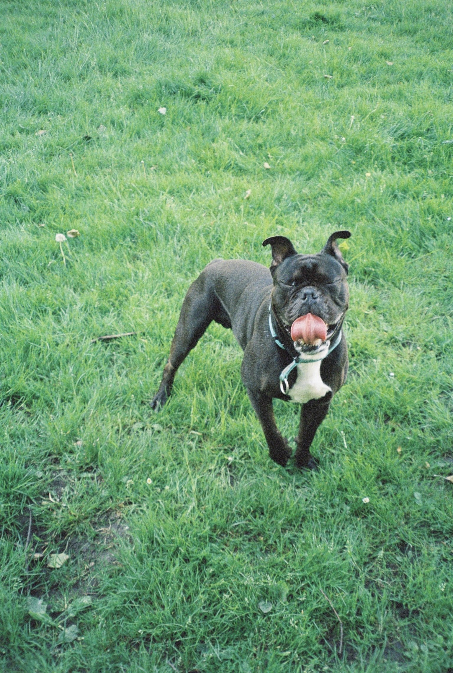 Anna.Franciszka, pet sitter in Voorburg, photo 5