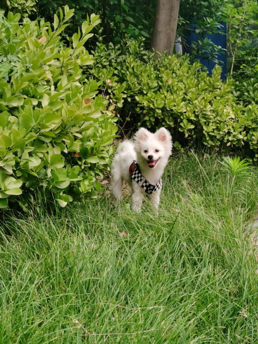 Yvette, pet sitter in Amsterdam, photo 4