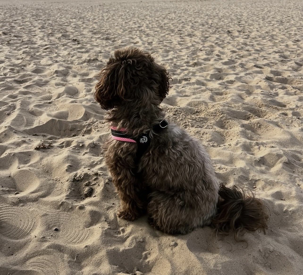 Anna, pet sitter in Utrecht, photo 3