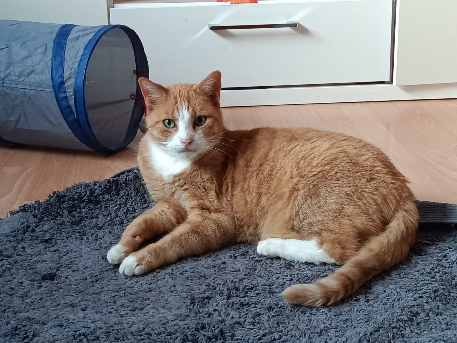 Stefanie, Tiersitter in Köln, Foto 3