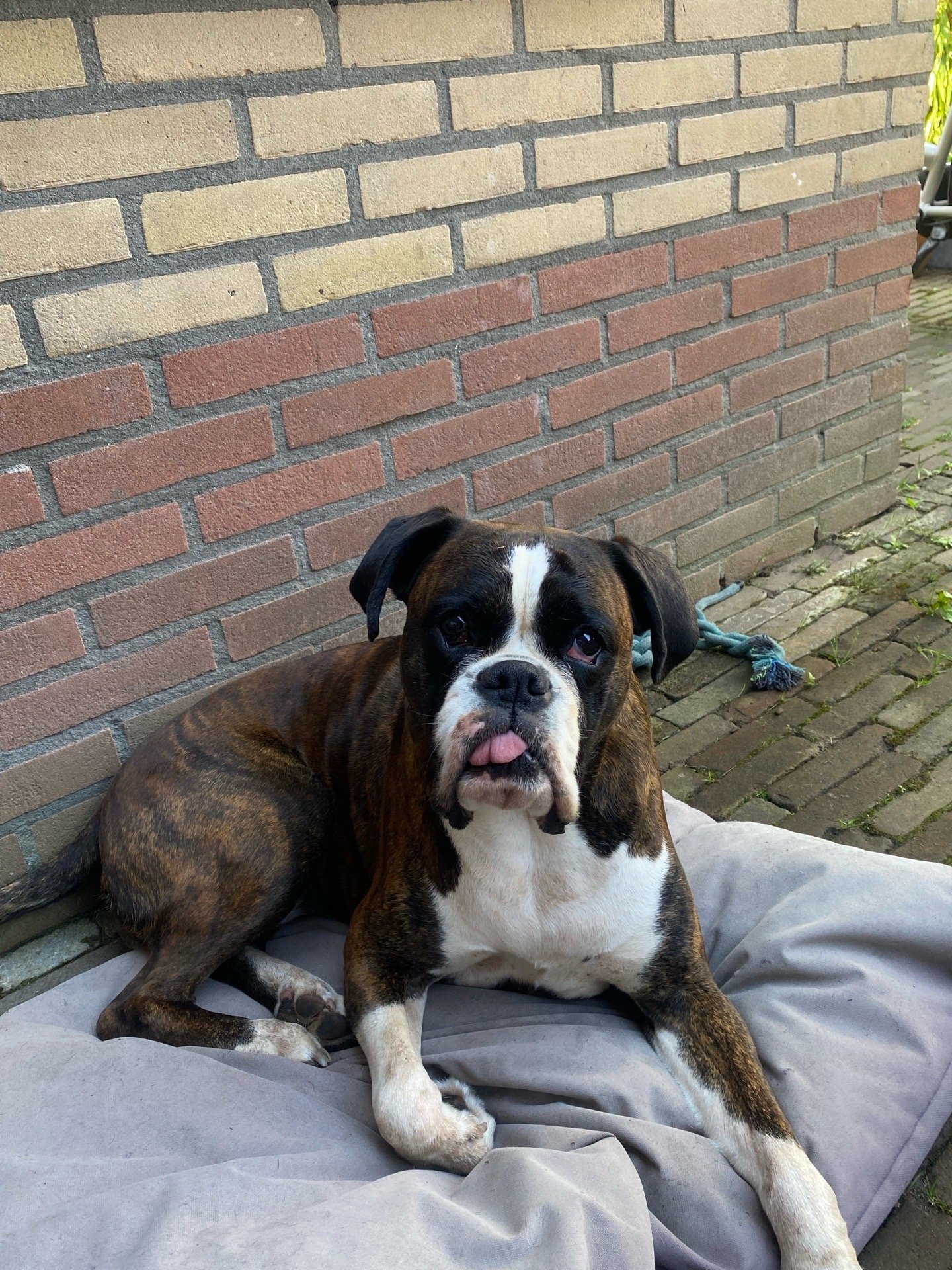 Jasmijn, dierenoppas in Apeldoorn, foto 5