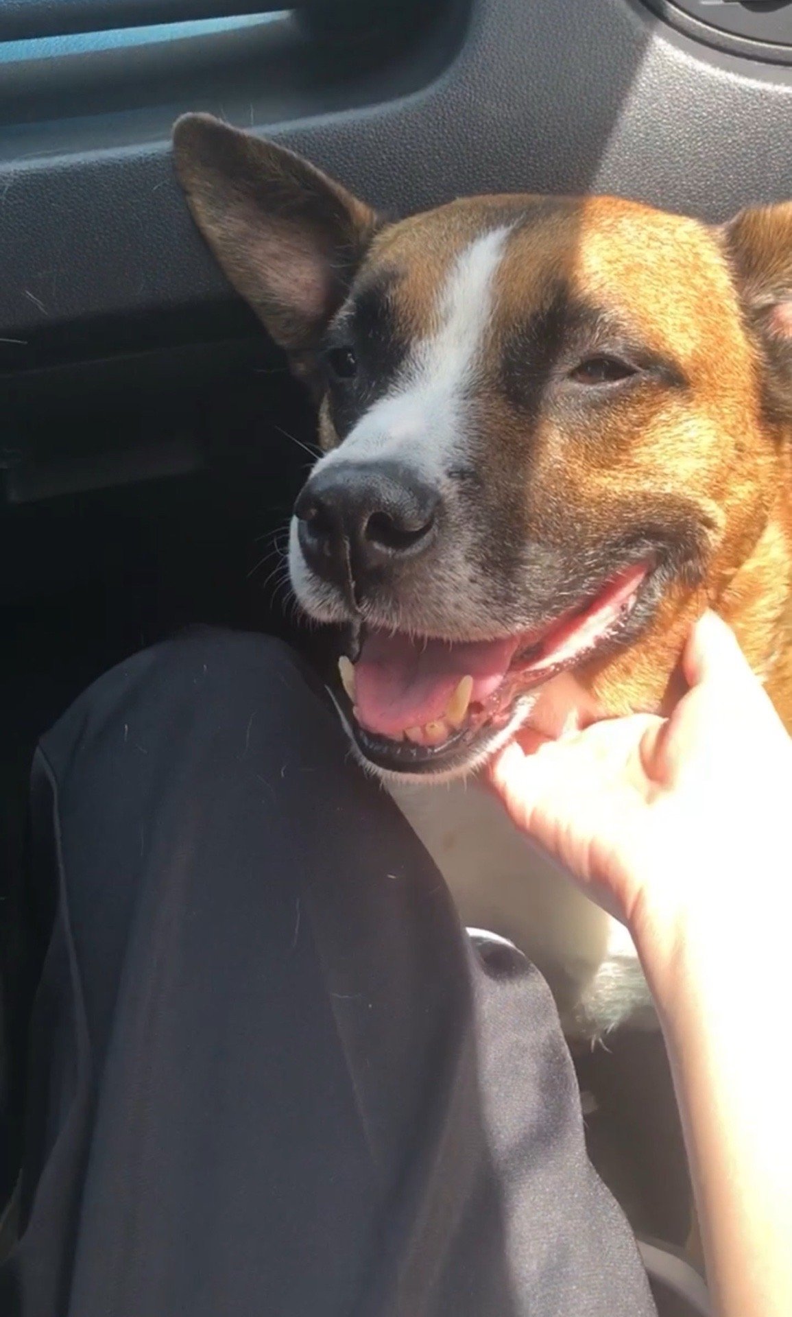 Karina, pet sitter in 's-Gravenhage, photo 1