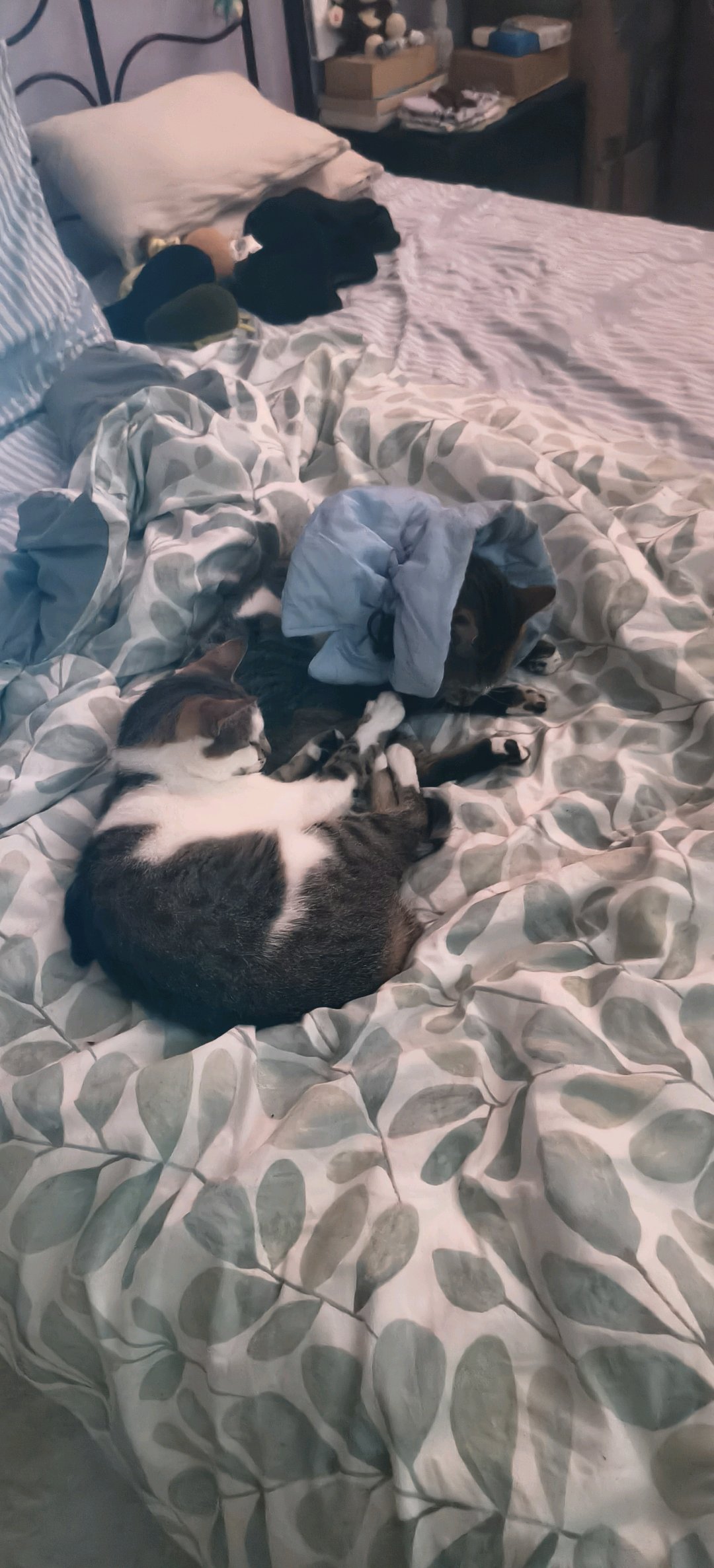 Sandra, pet sitter in Amsterdam, photo 1