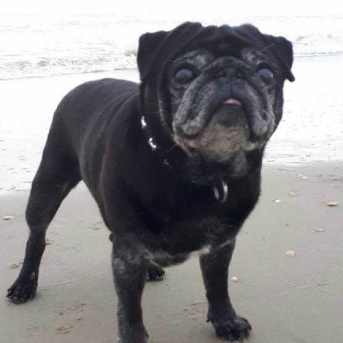Linde, pet sitter in Purmerend, photo 2