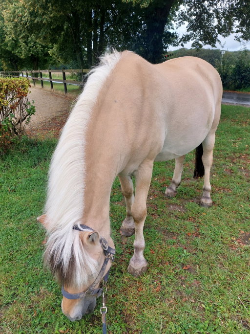 Hannah, pet sitter in Guttecoven, photo 1