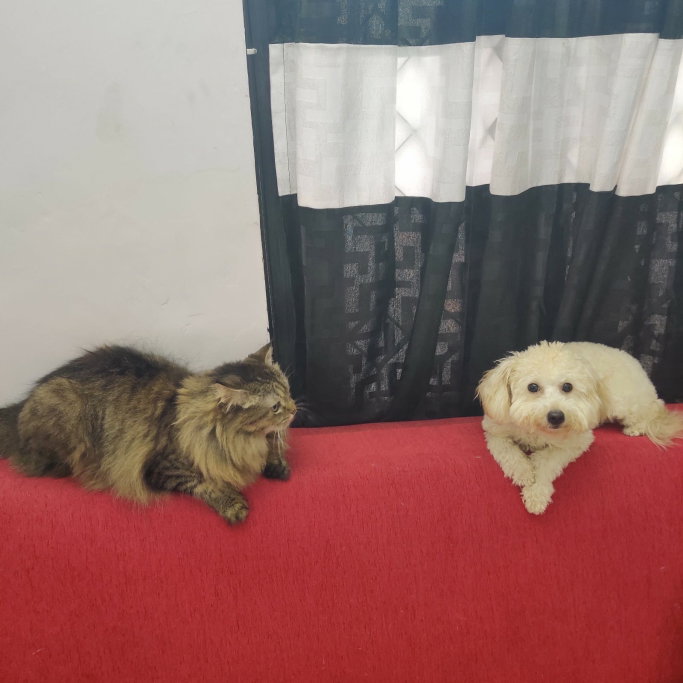 Kiran, pet sitter in Voorburg, photo 2