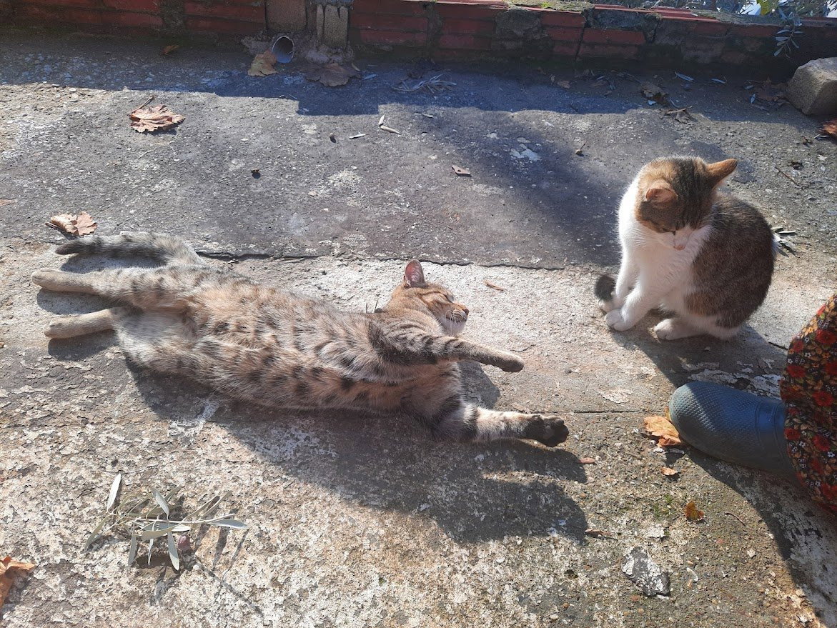 Duygu Nur, pet sitter in München, photo 4