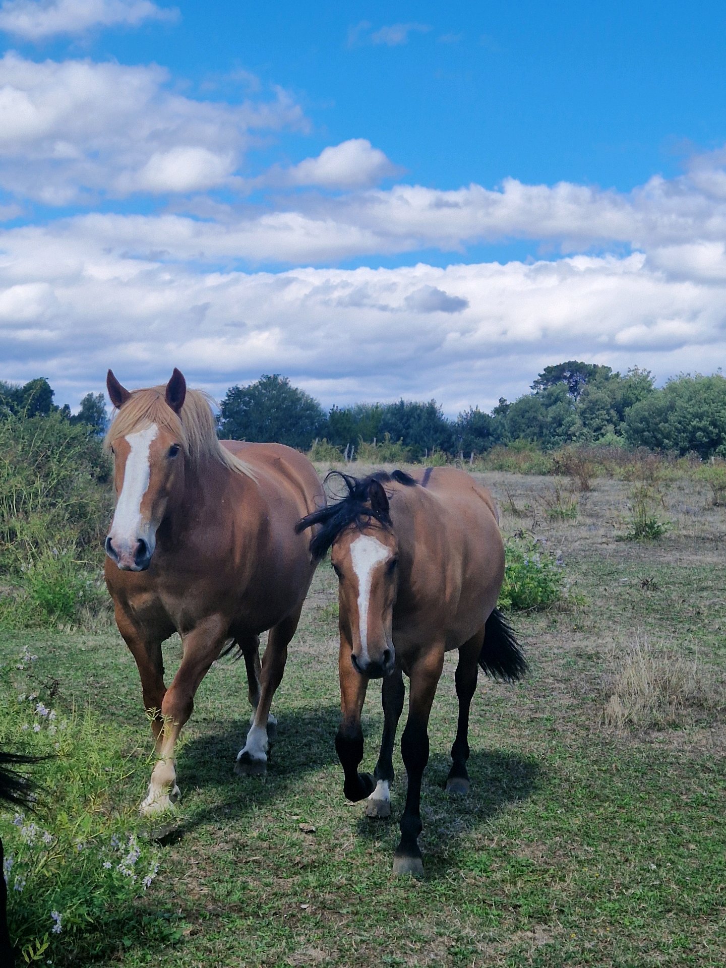 Disnelly, pet sitter in Rijswijk, photo 2