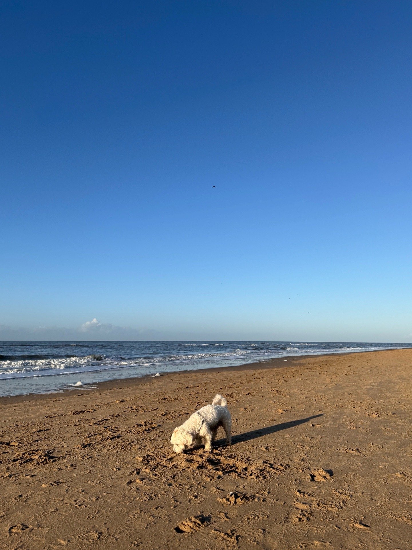 Lysanne, pet sitter in Wassenaar, photo 3