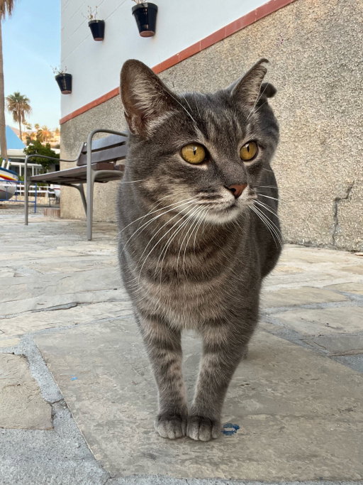 Peggy, pet sitter in Breda, photo 2