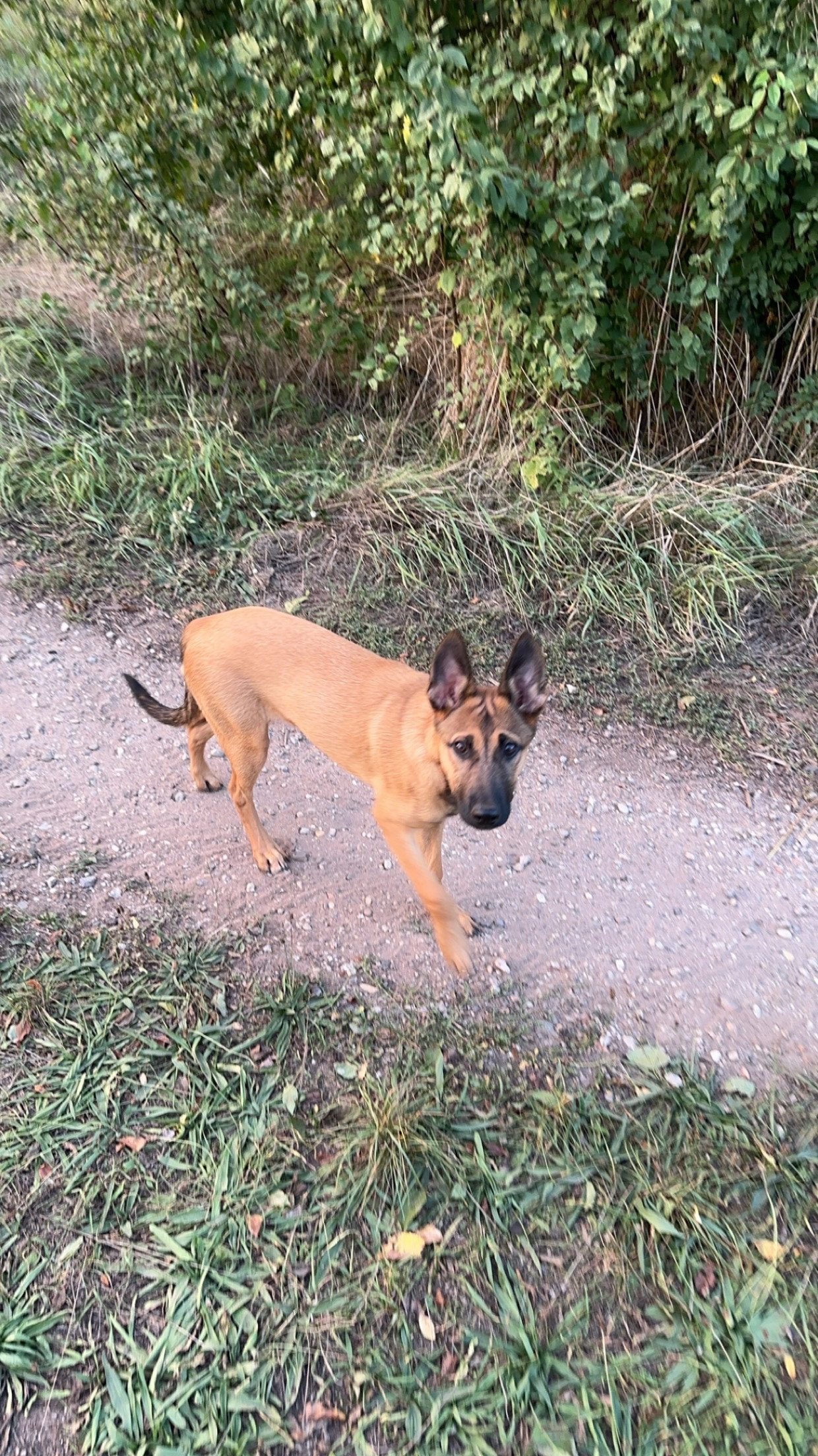 Kevin, Tiersitter in Bellheim, Foto 3
