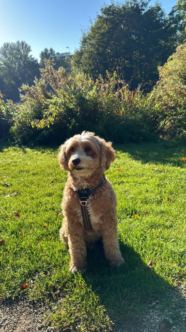 Mayke, pet sitter in Amsterdam, photo 2
