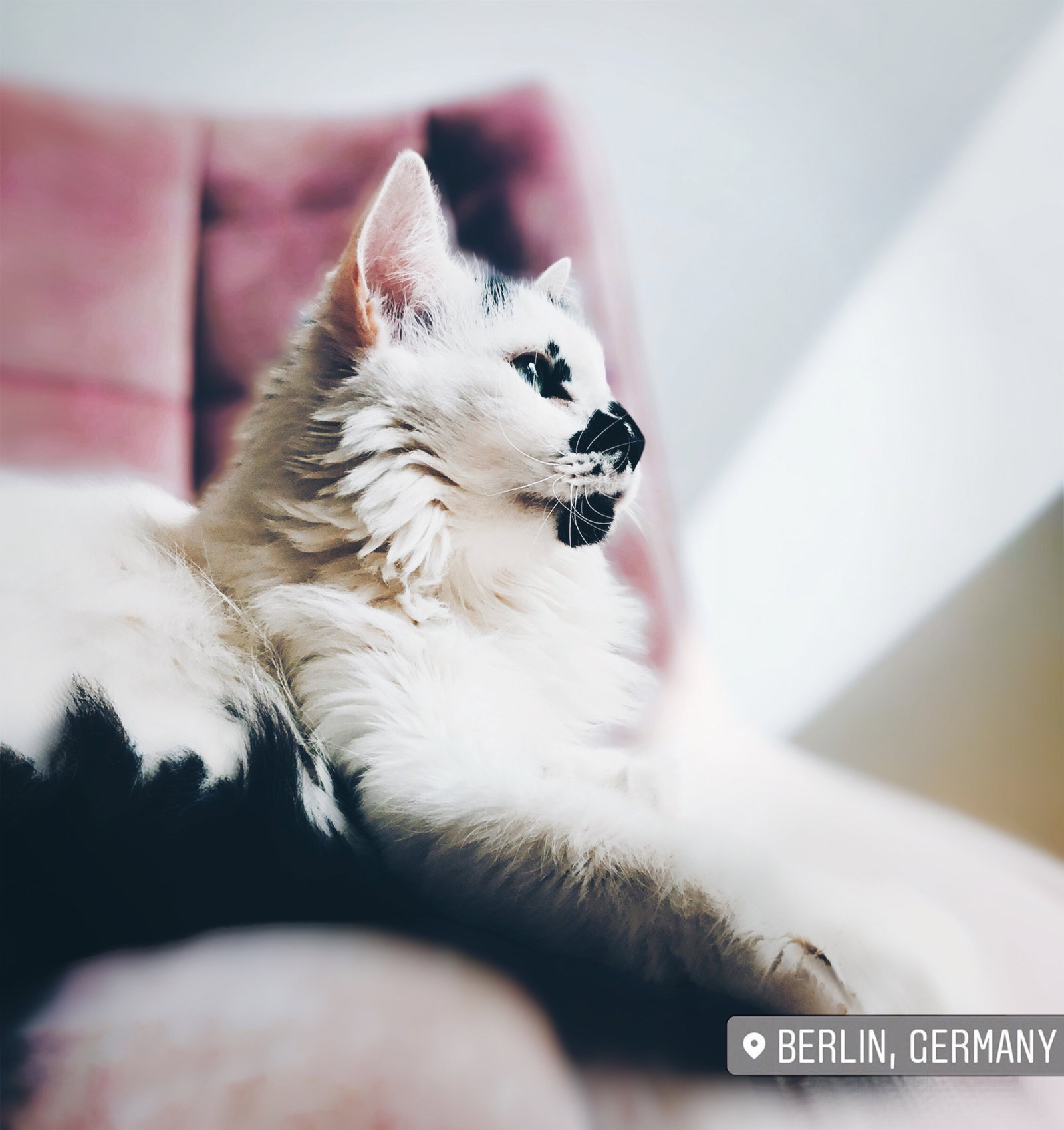 Yazmin, Tiersitter in Berlin, Foto 5