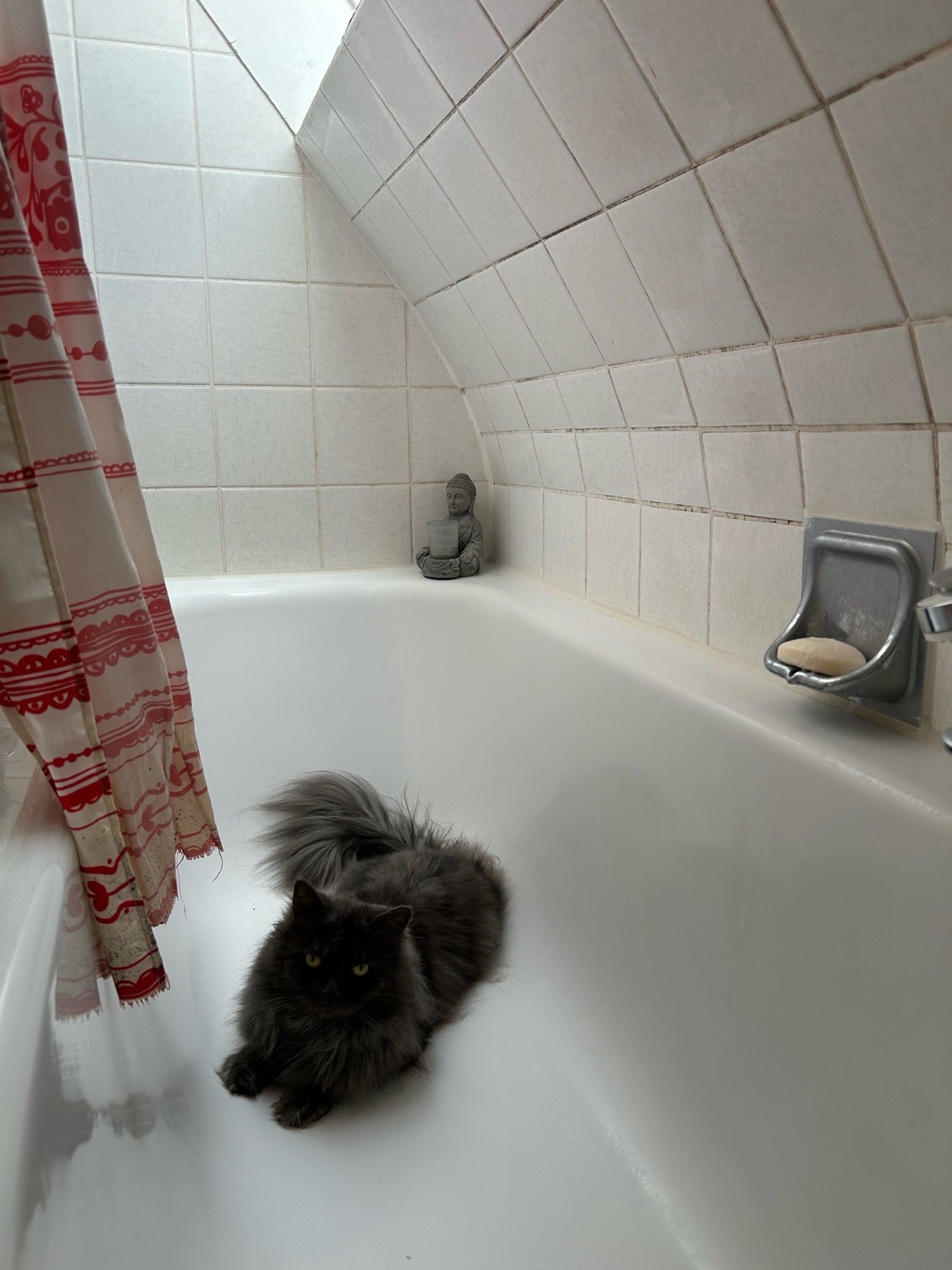 Tetiana, pet sitter in Stuttgart, photo 4