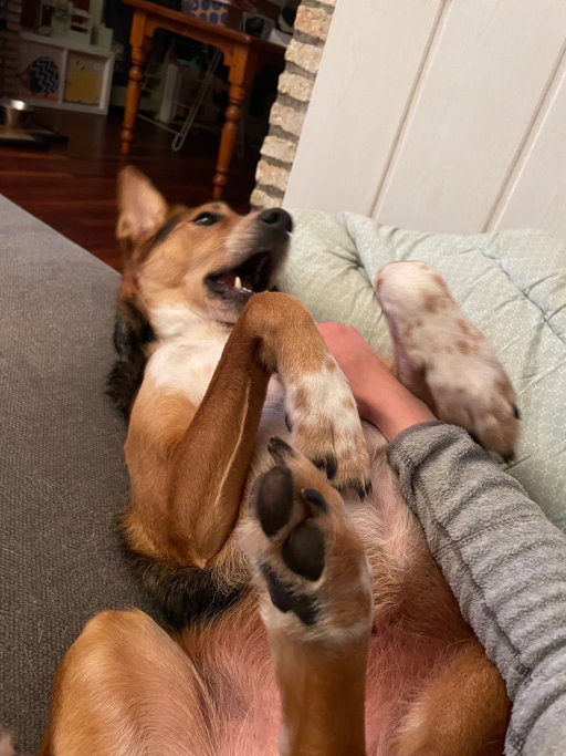 Nicole, pet sitter in Groenekan, photo 1