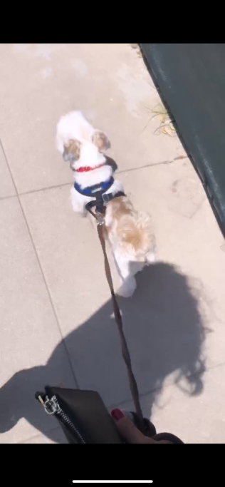 Sabrine, pet sitter in Tilburg, photo 5