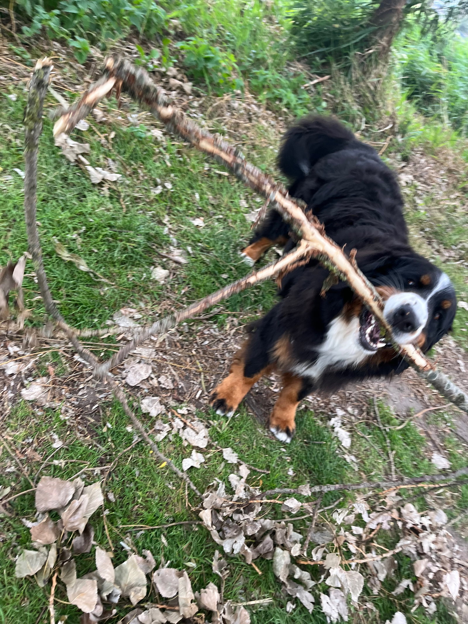 Gitta, pet sitter in Amsterdam, photo 1