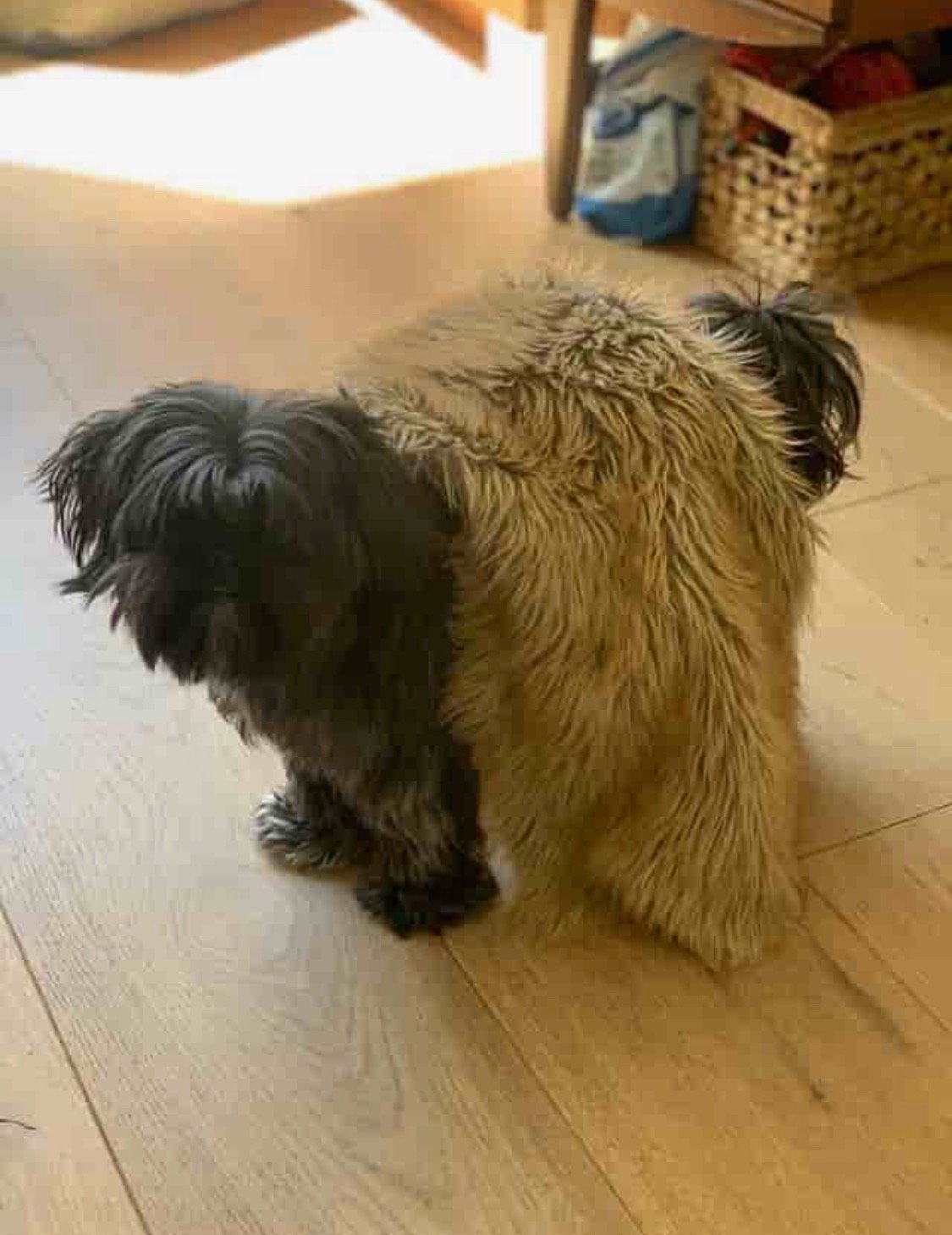 Catarina, pet sitter in Amstelveen, photo 4