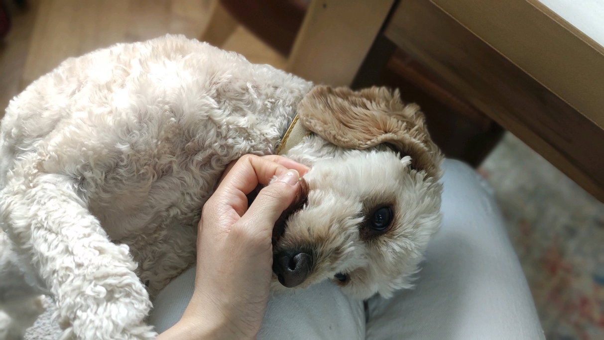 yin, pet sitter in 's-Gravenhage, photo 3