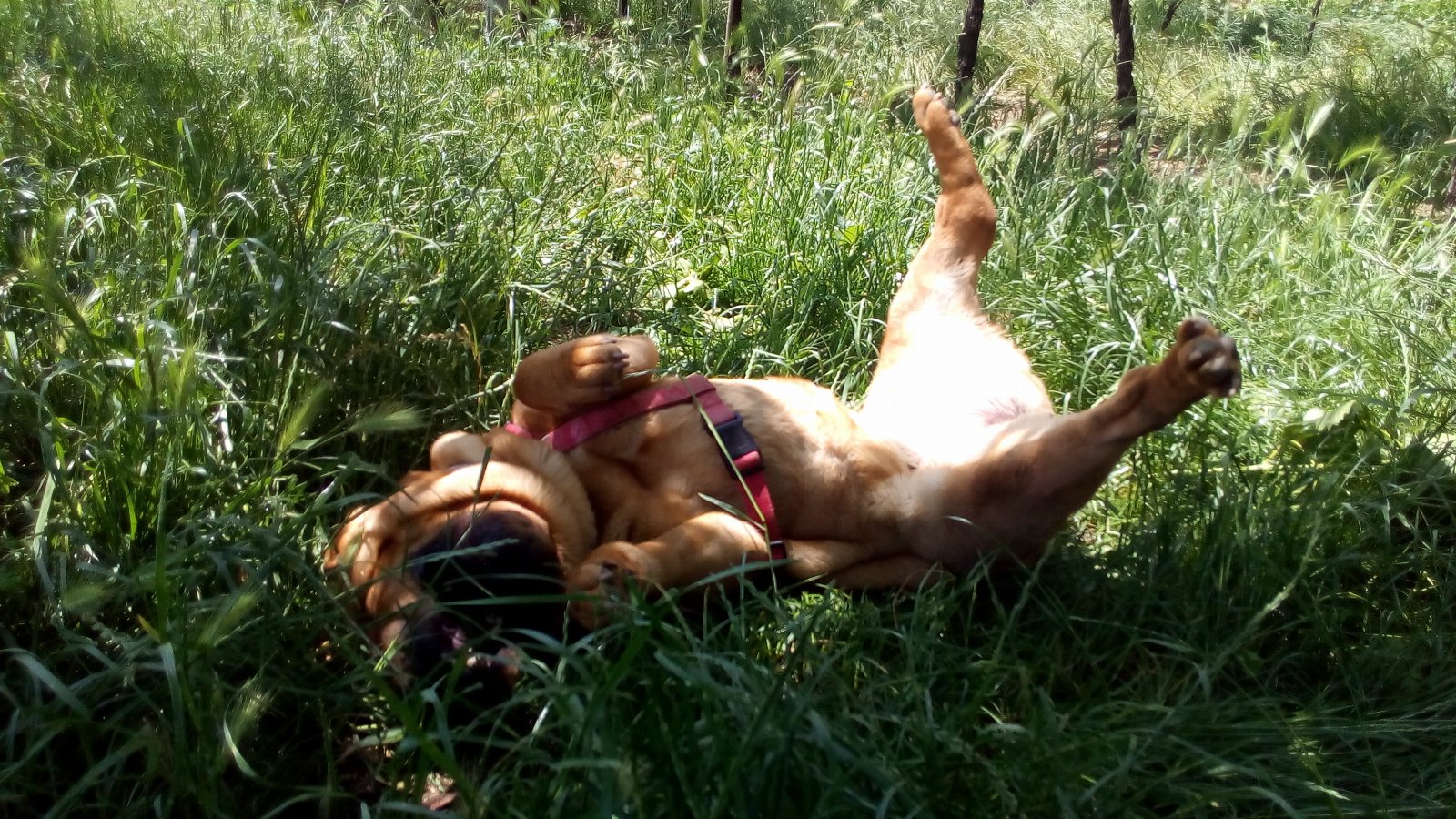 Fabio, pet sitter in 's-Hertogenbosch, photo 4