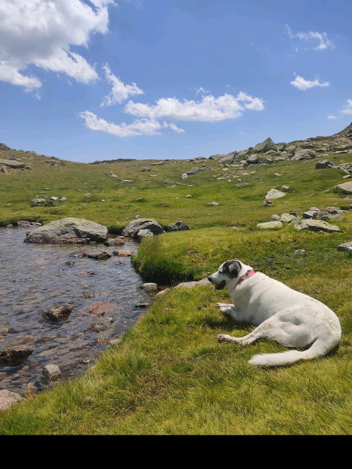 Carmen, pet sitter in Gouda, photo 4