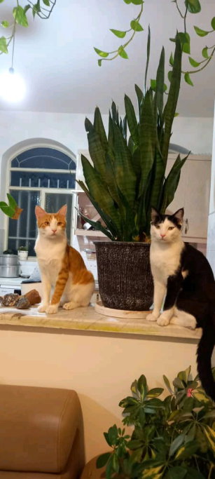 Maryam, pet sitter in Rotterdam, photo 1